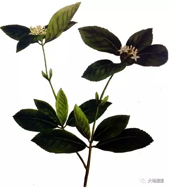 广西简称“桂”，是怎么来的？