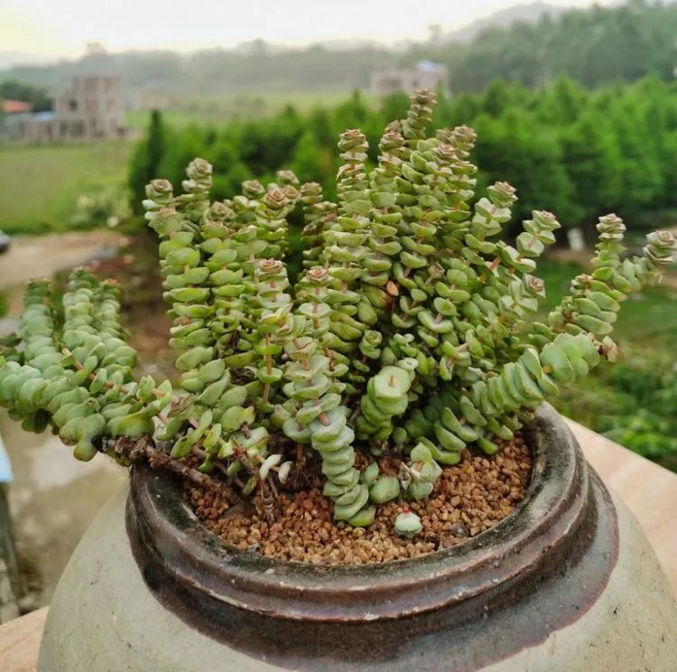 让花儿有家可归