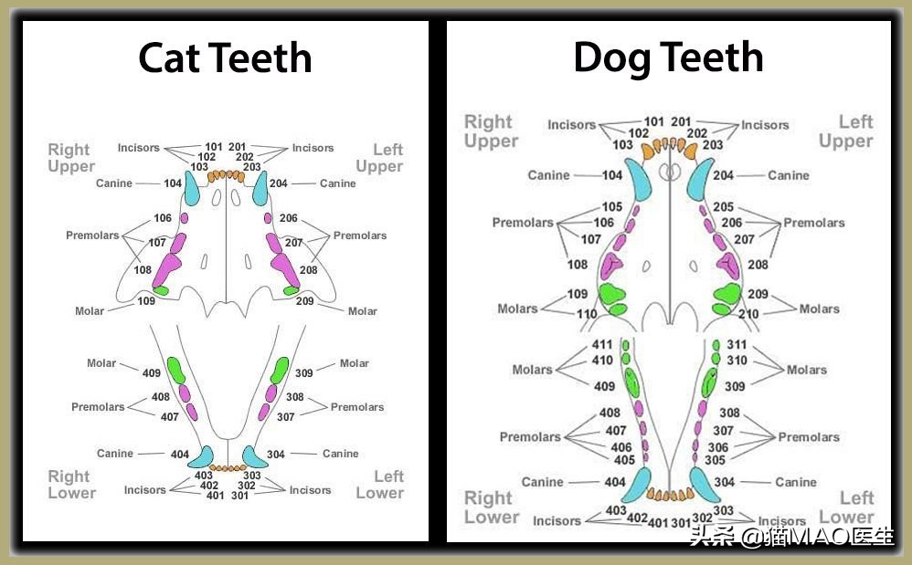 口腔中超和是什么时候(缅因猫多发一些牙齿疾病？这些临床病例带你更加了解猫咪牙科)
