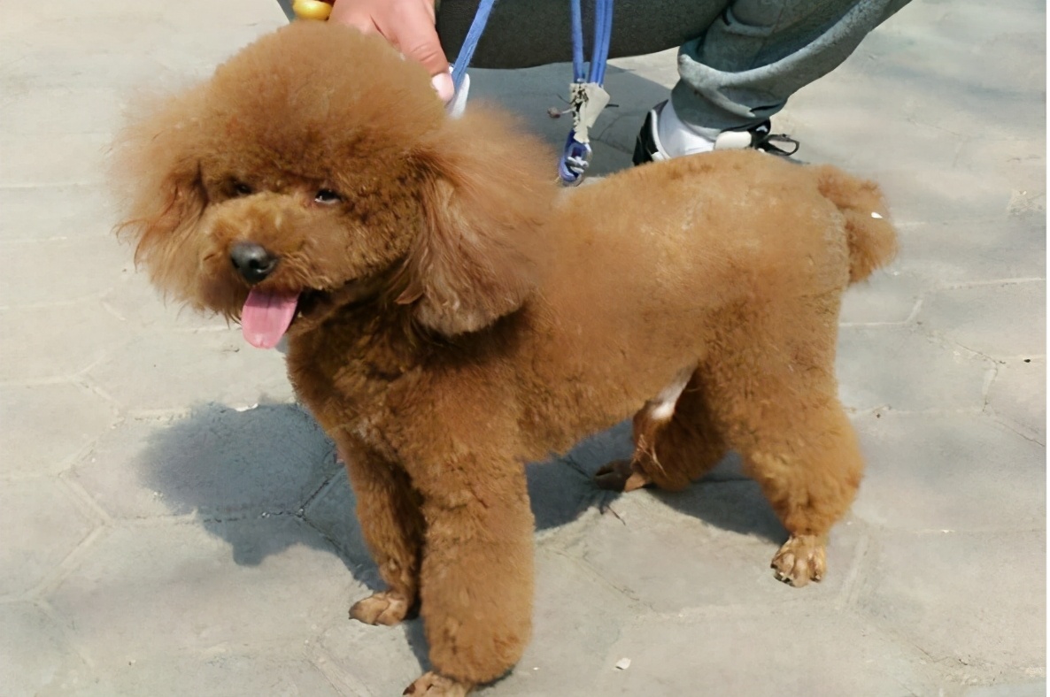 泰迪纯不纯,还是得看这5点