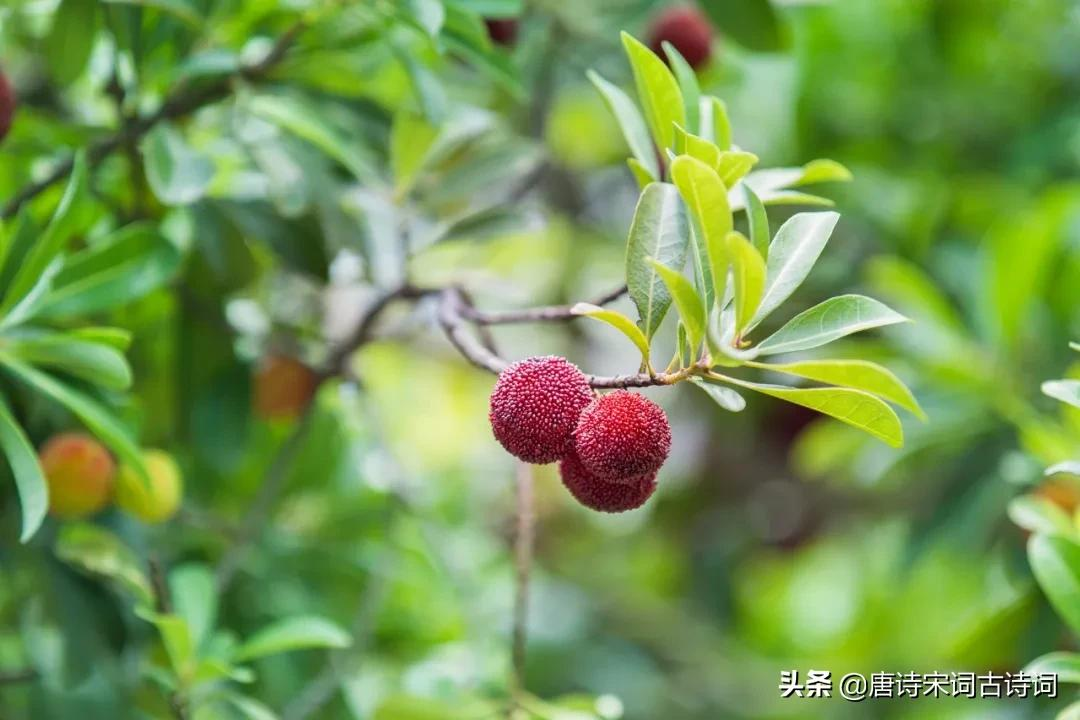 夏日江南杨梅熟，欲乘风露摘千株