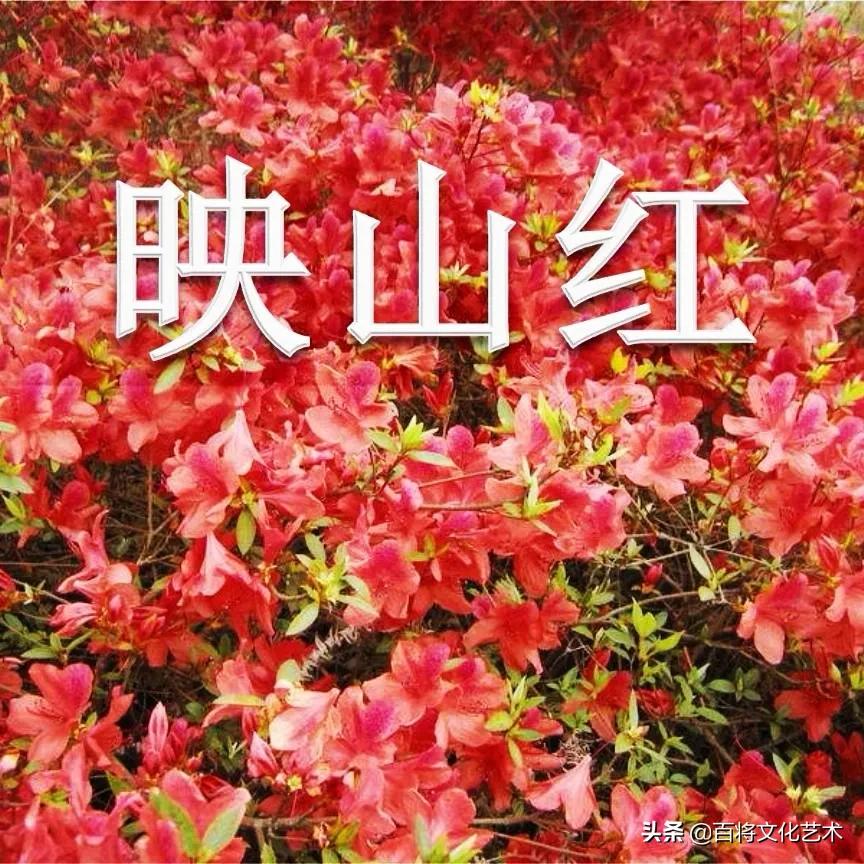 映山红出自电影什么的主题曲?