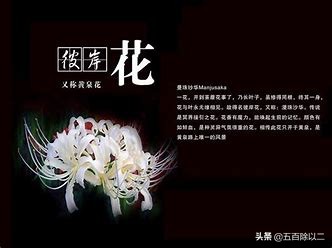 曼珠沙华(彼岸花黄泉花)和曼陀罗花(带诅咒的花)的传说