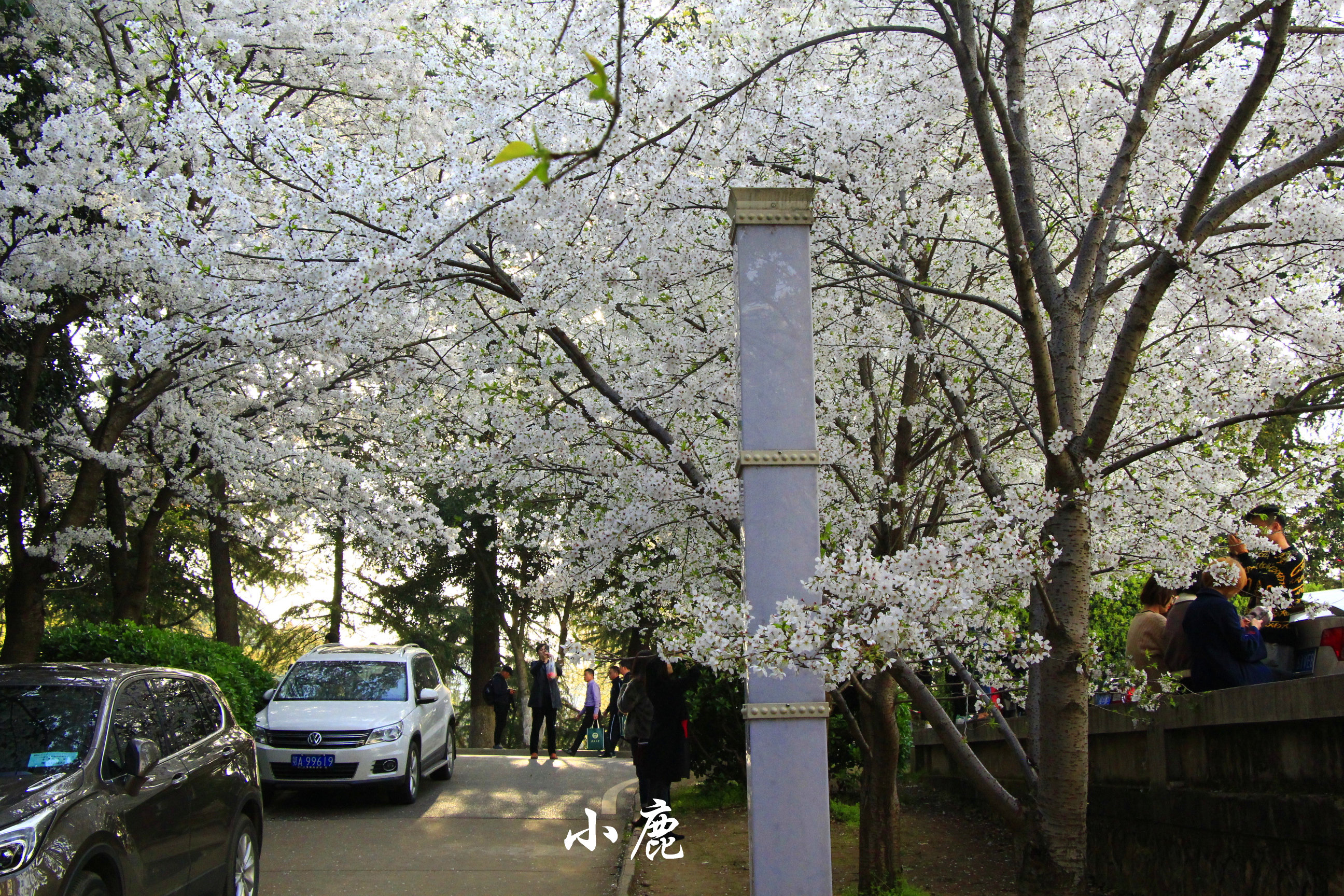 河南5个超火赏花目的地：景美免费，适合清明节全家出游