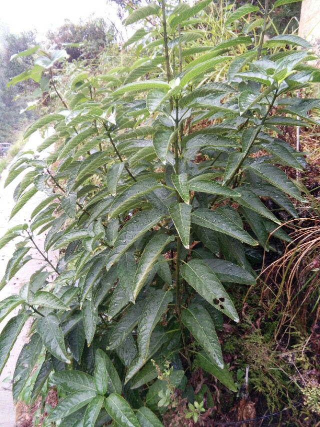 浅谈大青叶的功效与用途