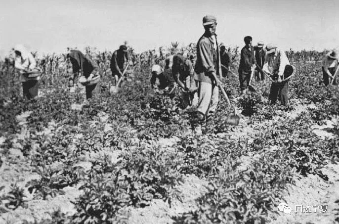 宁夏农垦创业时期的大中专学生 (上)