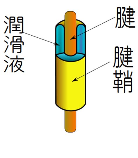 这个病，很多时候都是累出来的，休息基本能恢复，用药只是辅助！