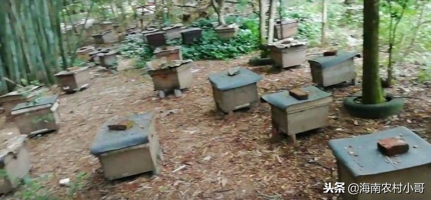 中华蜜蜂养殖十大禁忌：避坑指南与关键注意事项