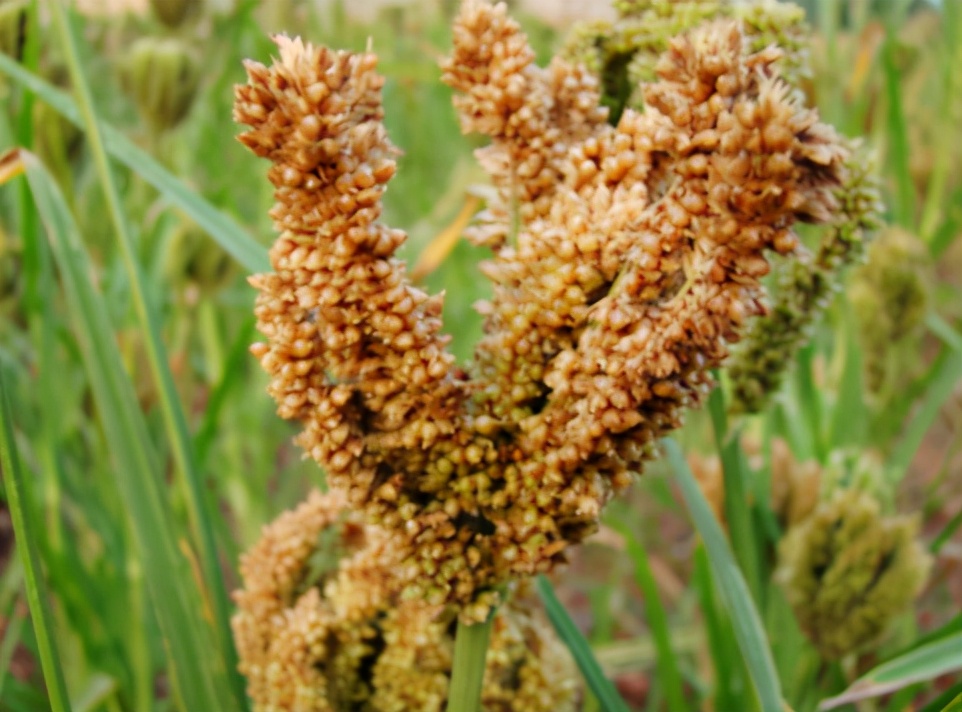 糁子的功效与作用(穇子) - 行就行