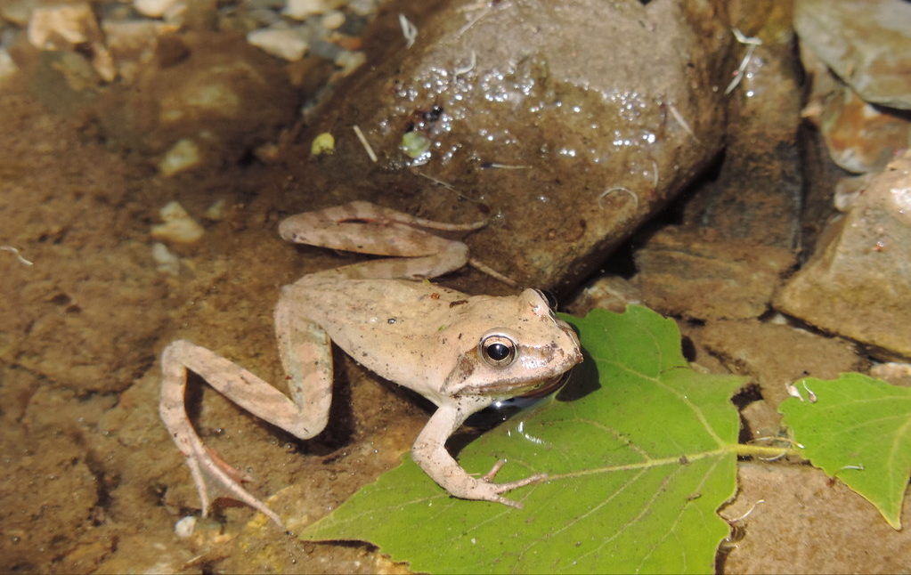 3亿只,吉林林蛙一斤叫价150元,野生蛙难逃一劫?