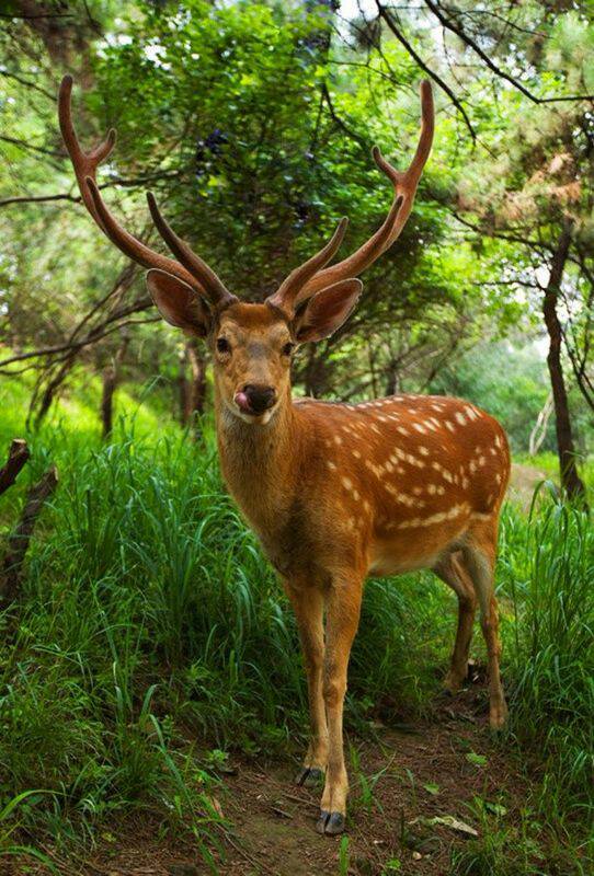 白蜜(白蜜蜡) - 泉兴百科