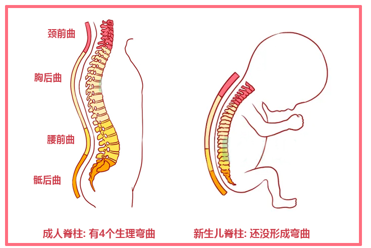 新生宝宝脊柱发育不完全，4个动作可能损伤脊柱，看你做错了吗