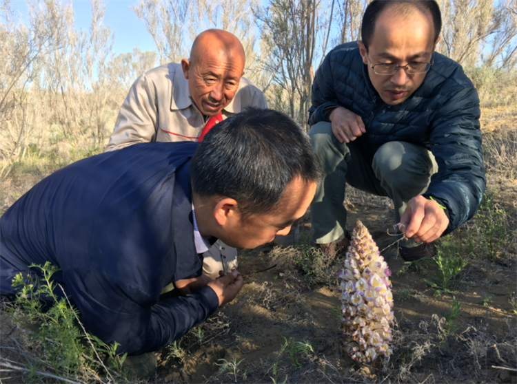 野生苁蓉图片（沙漠肉苁蓉已经成为珍稀濒危植物）