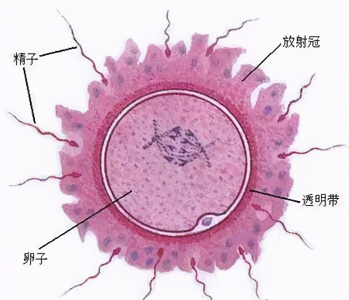 女子同房到怀孕图解