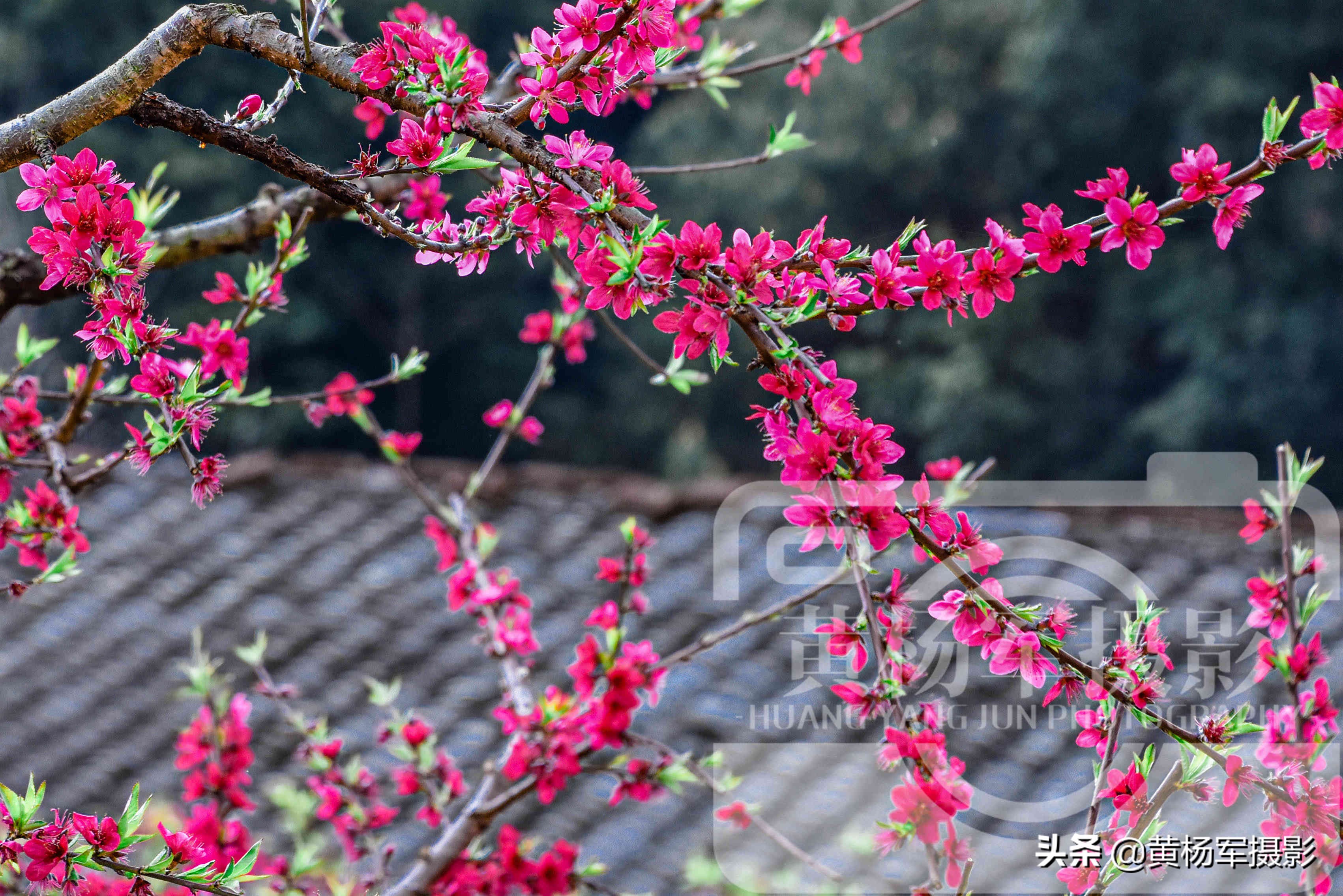 桃花是什么样子,气味_友友