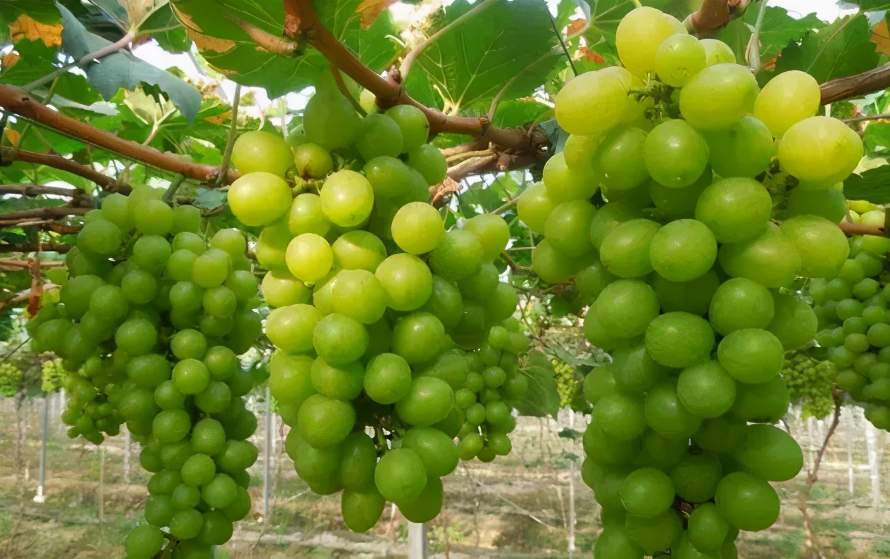 鲜食品种"阳光玫瑰"葡萄一斤多少钱?前景如何