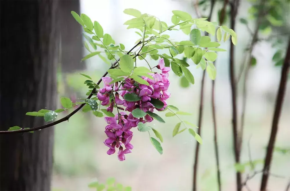 五月丨落花随春去，余香伴夏来