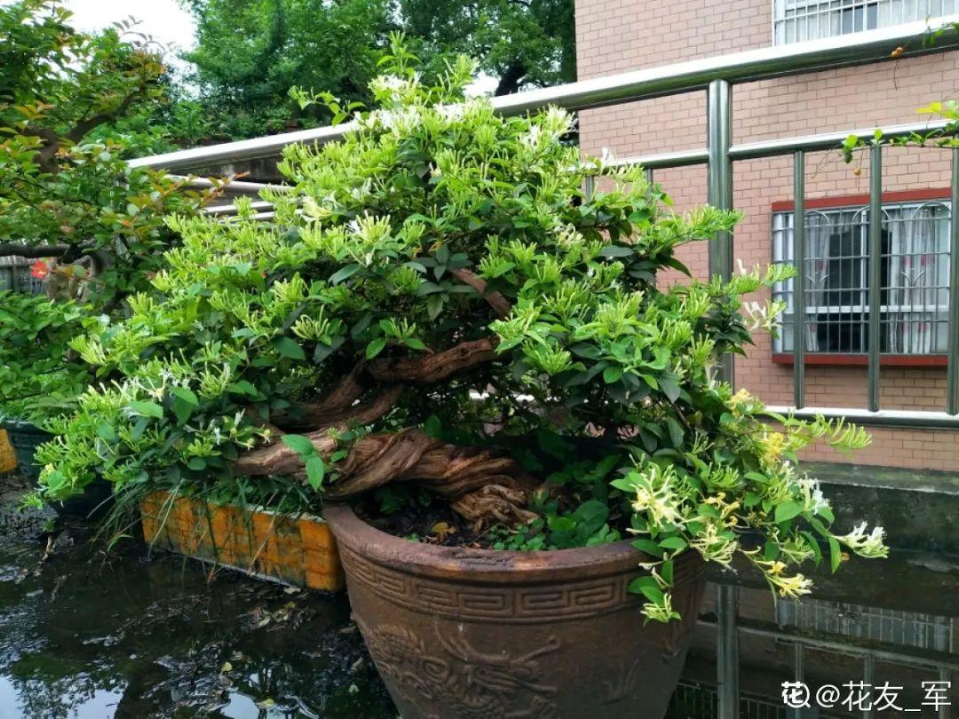 家里养棵爬藤花,防盗窗上养一棵,呼呼开花