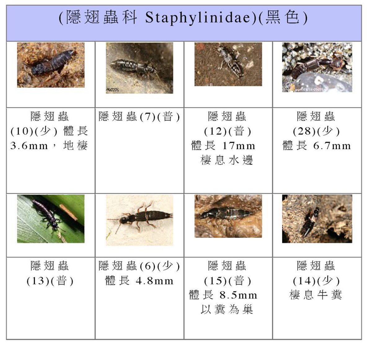 隐翅虫发现一只还会有吗（隐翅虫为什么会出现）-第6张图片-华展网