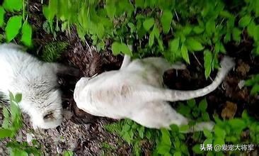 真材实料，资深玩家讲如何激发犬的捕猎潜能和猎犬的训练方法