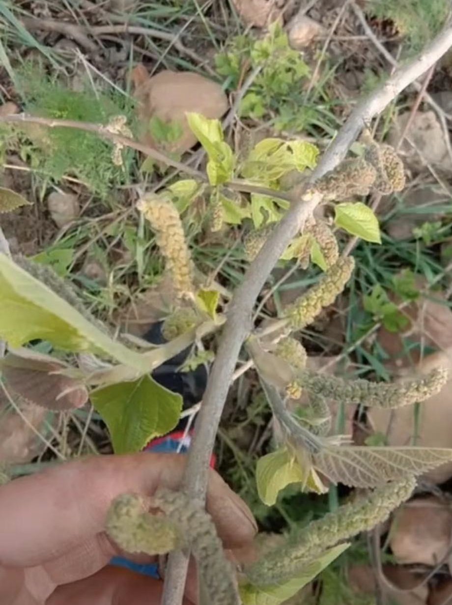 构树棒棒的功效与作用-我的快乐小窝