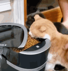 猫咪为啥总是喵喵叫讨食？明明碗里还有粮