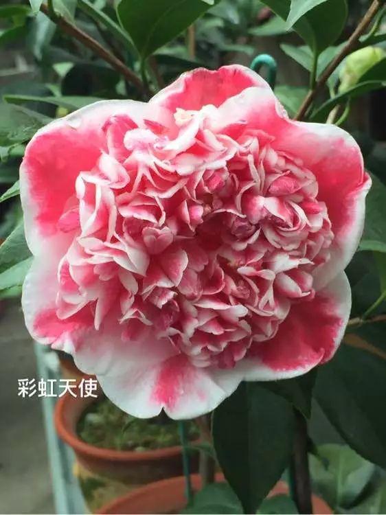 赛牡丹图片来源:茶花吧春节前后,正是茶花的开花时节,不少花友纷纷晒