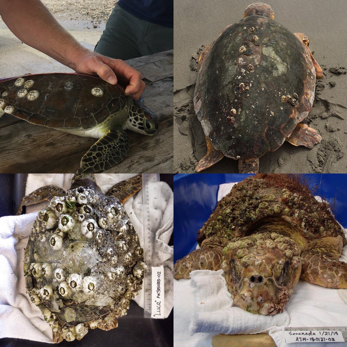 鲸身上的藤壶对鲸鱼是否有害(藤壶有多可怕?