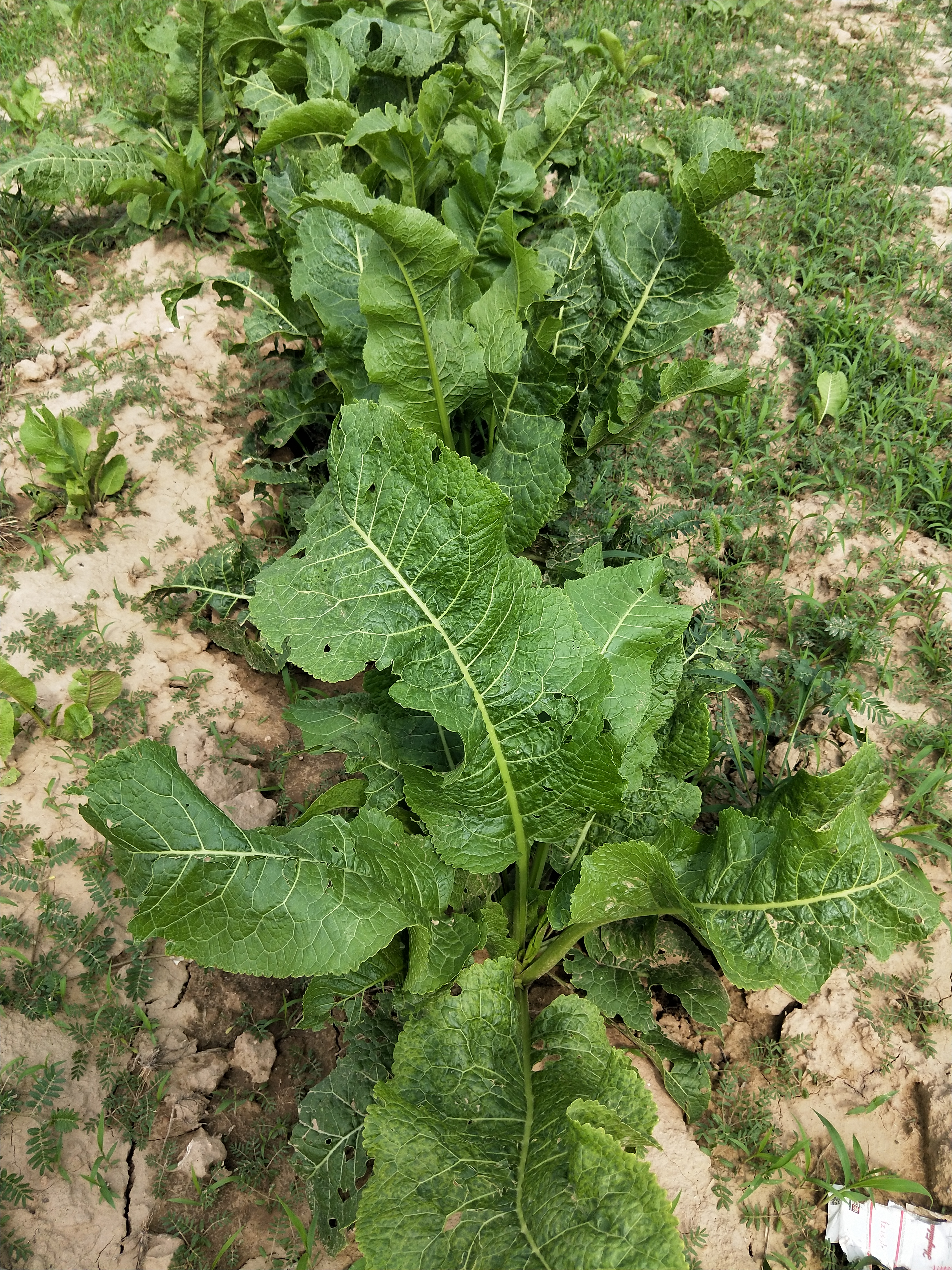 今日植物图片-辣根