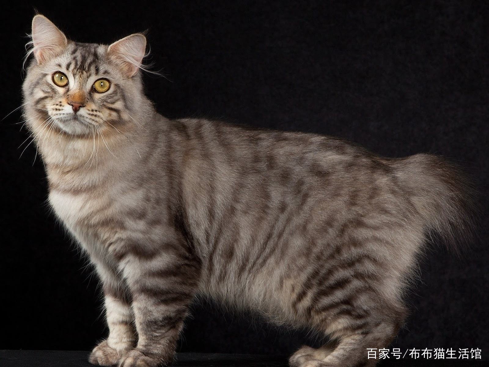 日本三大猫品种图片
