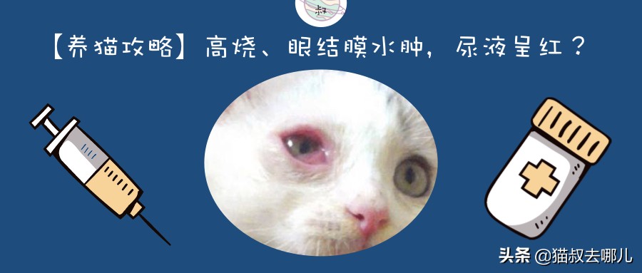 「养猫攻略」高烧、眼结膜水肿，尿液呈红，猫钩端螺旋体是什么？