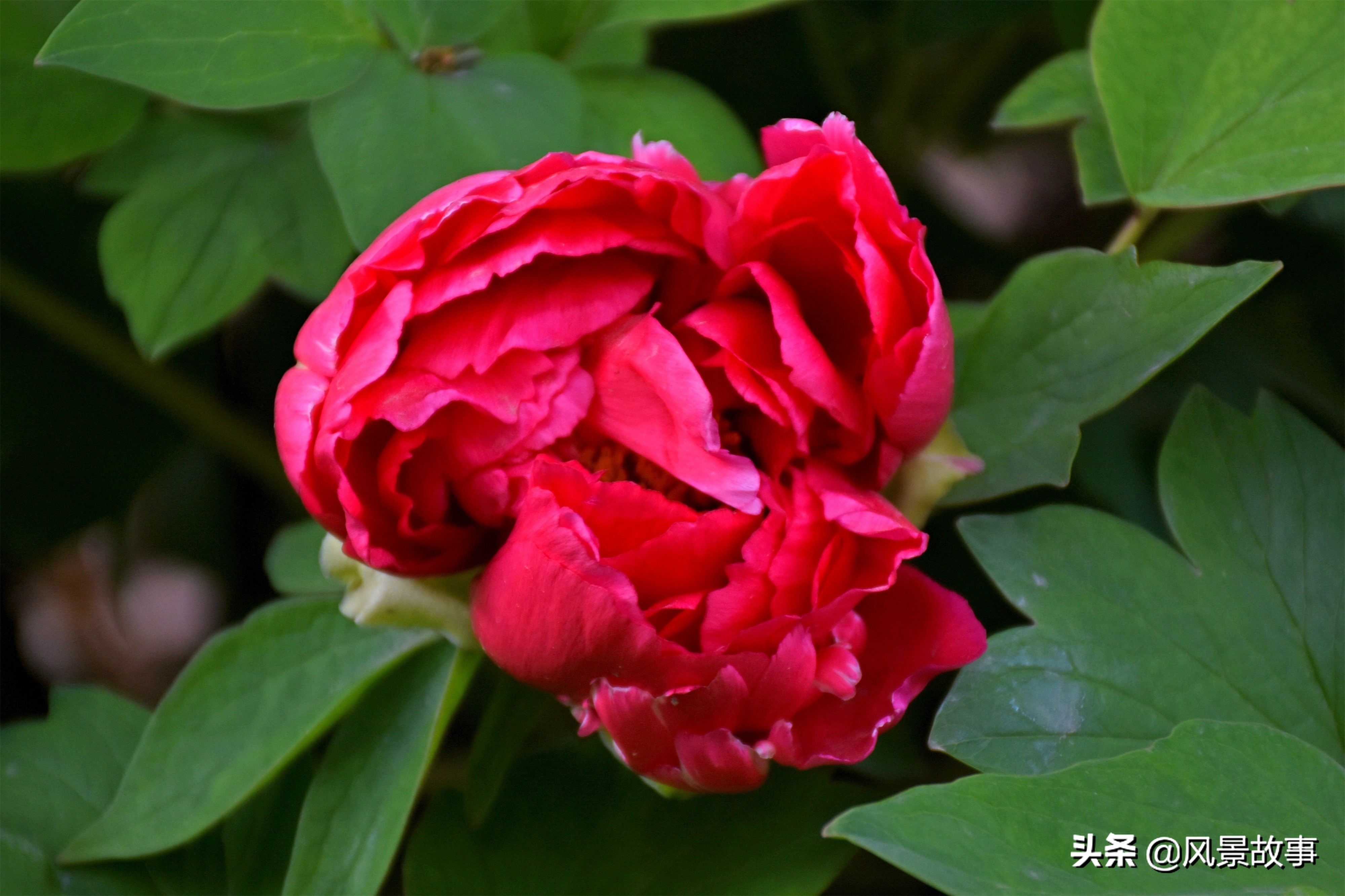 牡丹花會門票價格多少洛陽牡丹花會大幕開啟