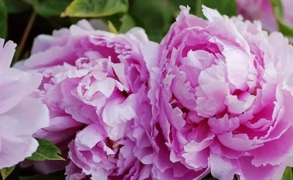 100种名贵牡丹鉴赏 绘画好素材（报花名）