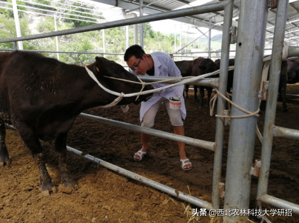 收到4份工作邀请，陕西研究生却选择当“兽医”，如今任副局长