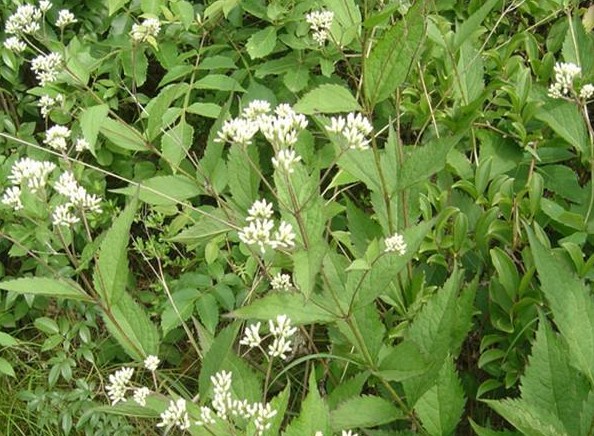 中药泽兰的功效与作用(中药泽兰的功效与作用及禁忌症)-我的快乐小窝