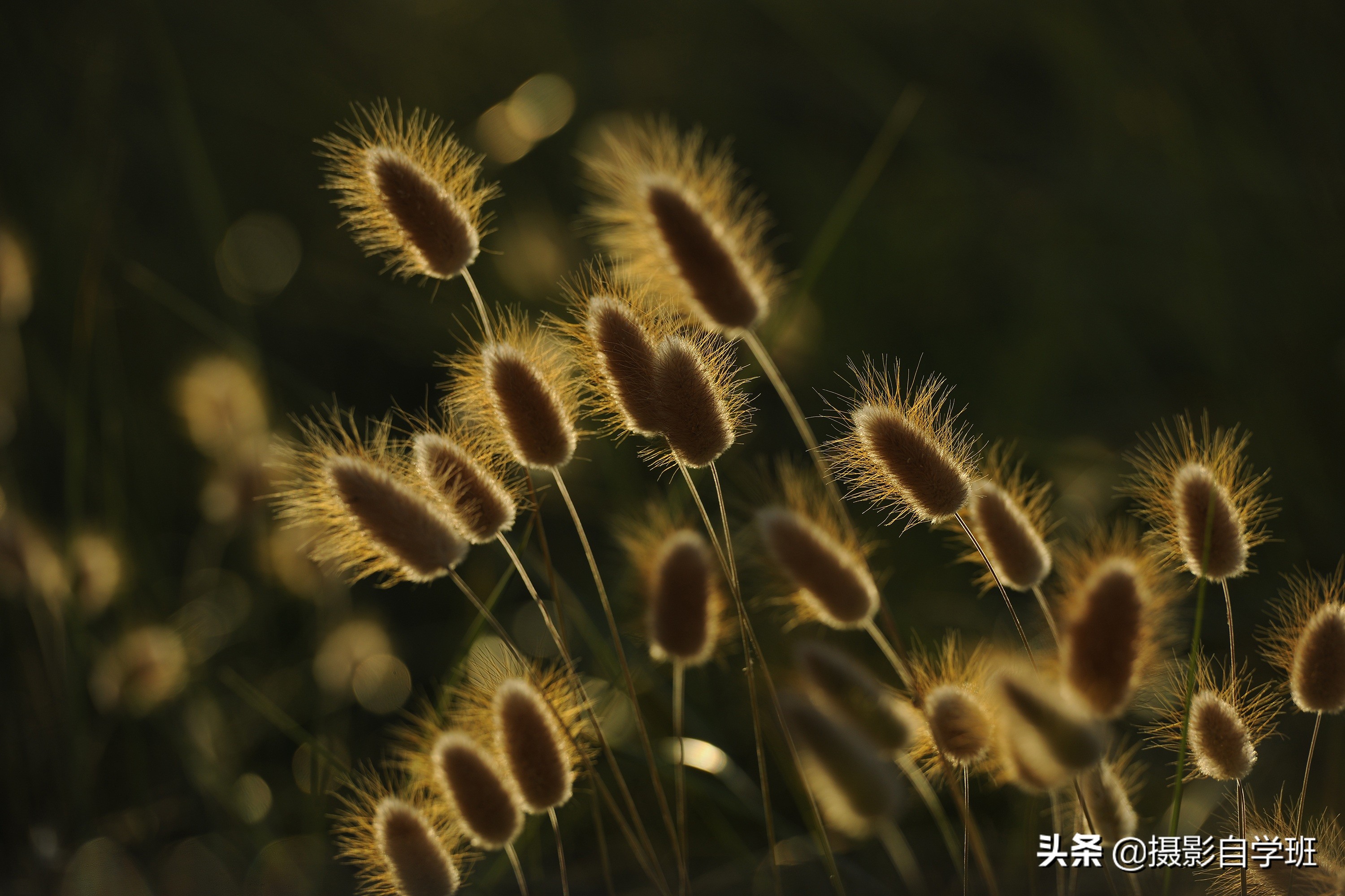 咋把不起眼小草，拍成大片？干货摄影技巧详解，帮你快速进阶