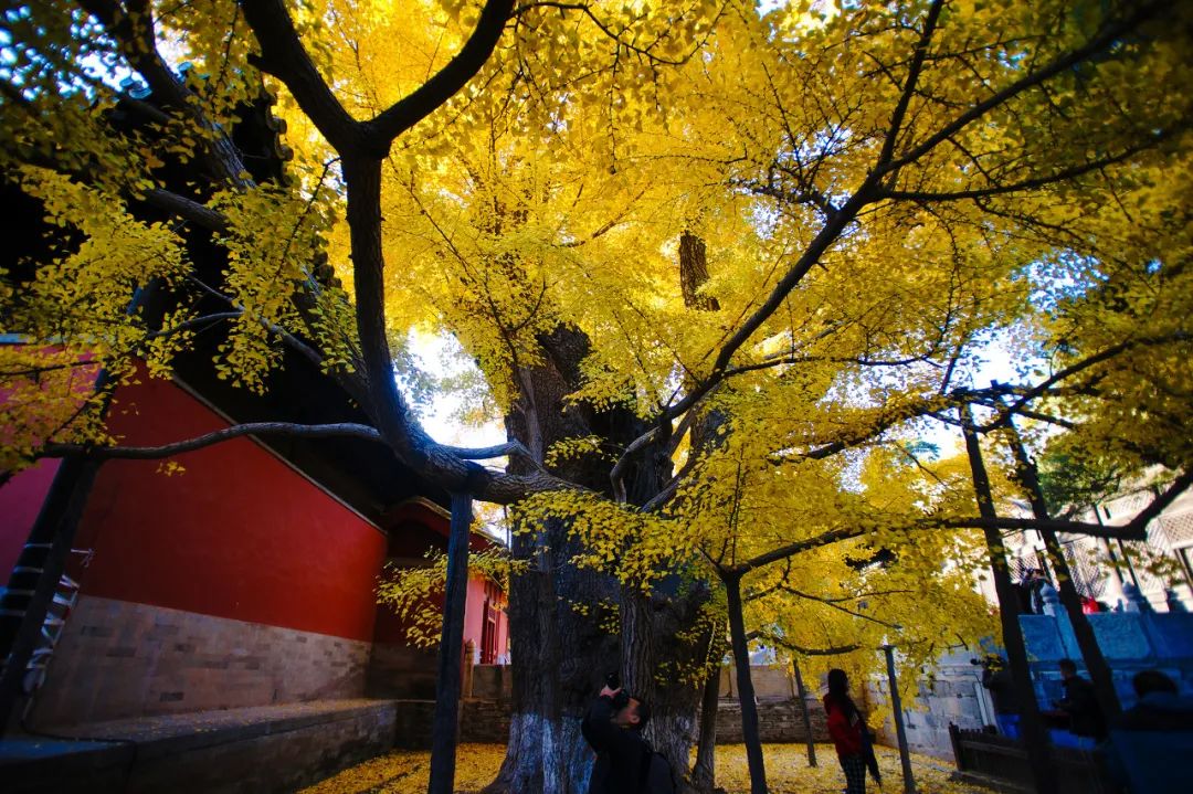 图虫有人认为它是北京的"古银杏之最"所以叫它"银杏王","西山银杏之冠