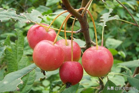 海棠果能吃吗？儿时当水果吃，营养不输苹果，如今掉一地没人吃