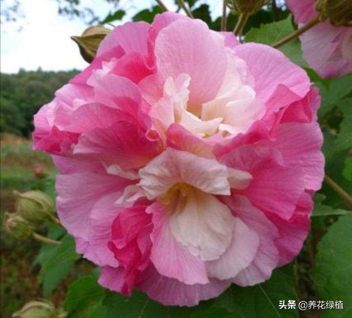 芙蓉花的寓意和养护技巧（谈谈芙蓉花的养护管理）