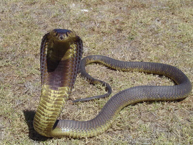 首先,埃及眼镜蛇的体态最长是可以达到3米,再加上每次捕食时,其所释放