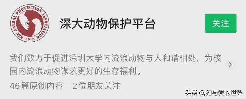 为流浪狗绝育找领养…还开发软件！国内这所大学必须吹一下