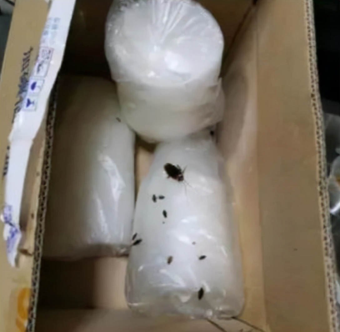 蟑螂卵长什么样图片(生命力很强的昆虫蟑螂)