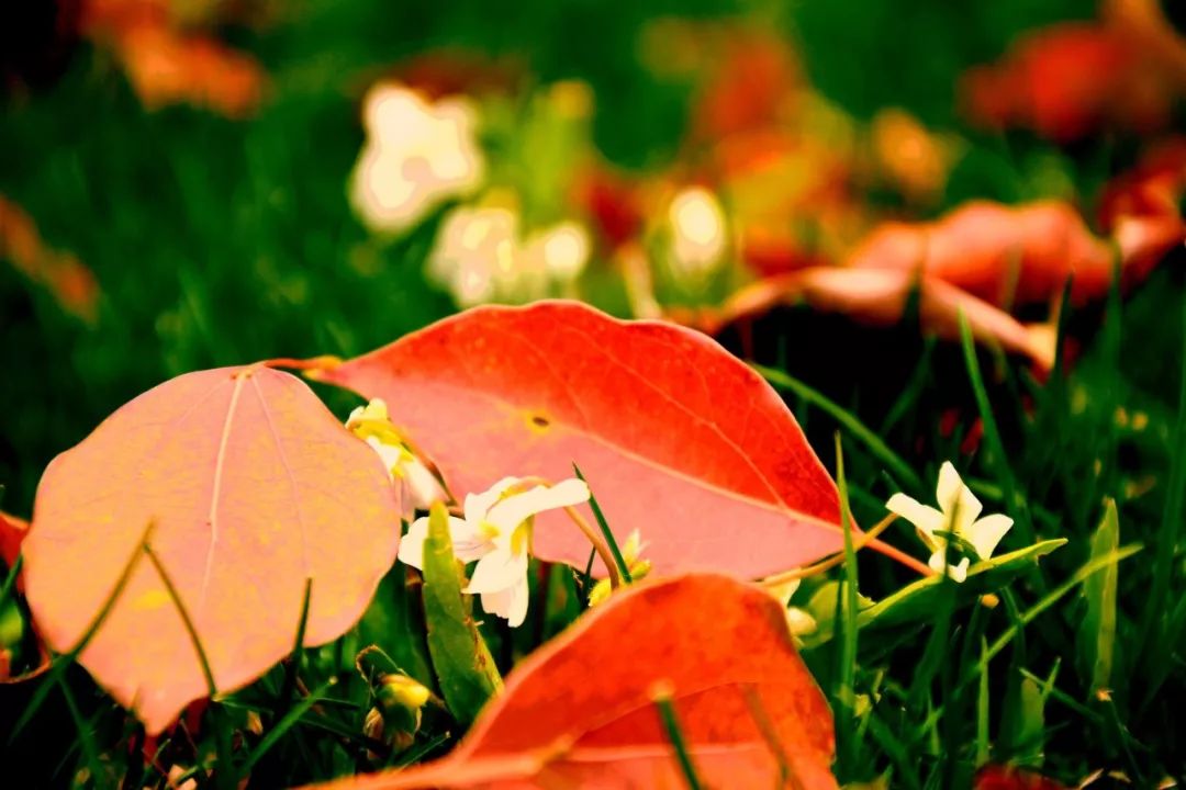 诗词丨30首最美落花诗词，从春华到秋实，朵朵芬芳