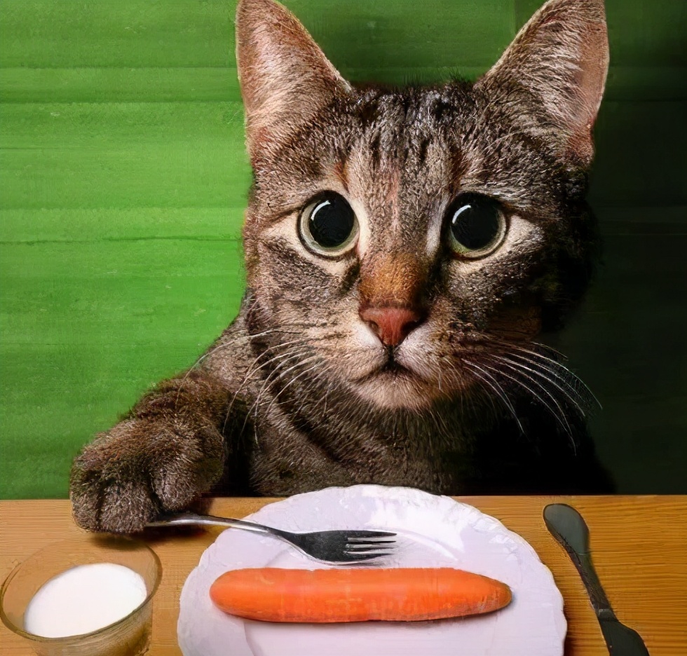 猫咪不吃东西是生病了吗(这5个关键原因常被铲屎官忽略)