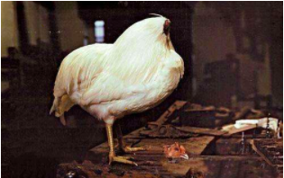 无头人存活15年(这只鸡被砍头后依然活蹦乱跳，存活18个月才因意外去世)