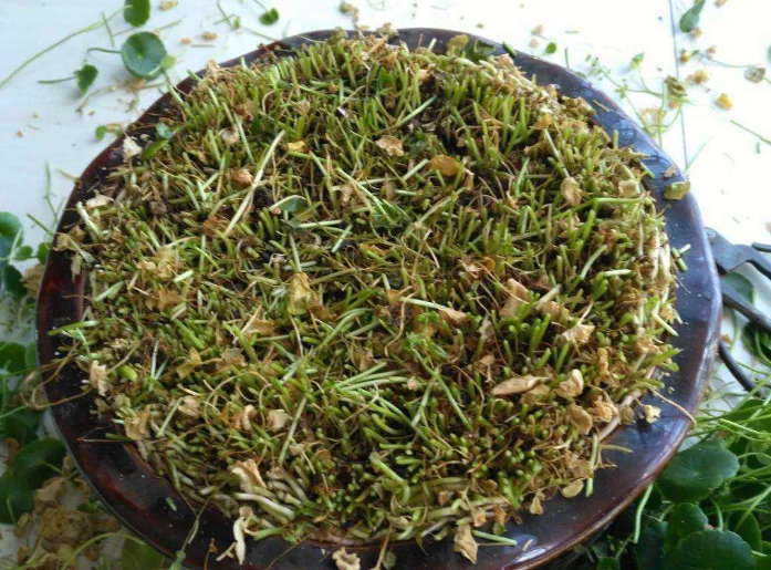 铜钱草开花了怎么办（3步让绿叶变得又大又绿）