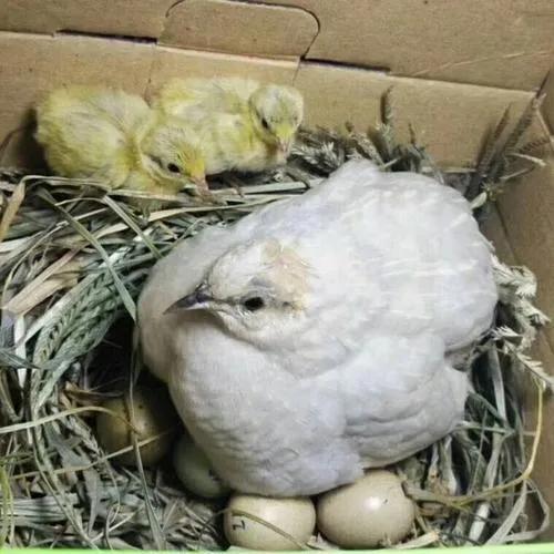 芦丁鸡能长多大（比鸡蛋还小的鸡营养却很高）