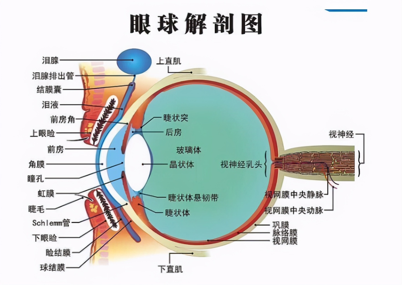 其实这也和眼球的含水量有点关系,当眼球的水含量高一点时,它看东西