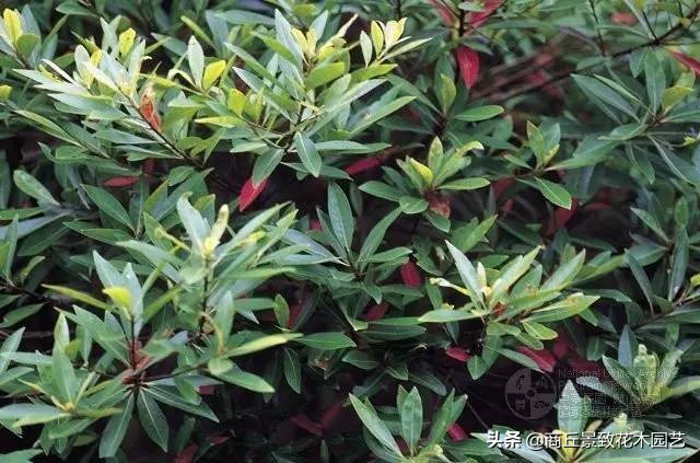 常绿乔木有哪些（70多种常用常绿乔木图例宝典）
