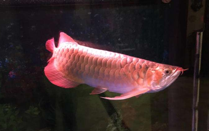 白玉凤凰鱼怎么养详细介绍「干货」 -骁龙网